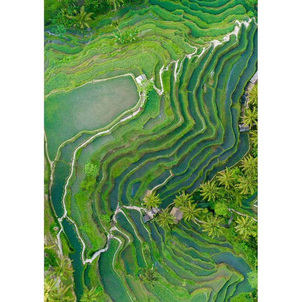 Tegalalang Rice Fields - Ubud - Tidaltones