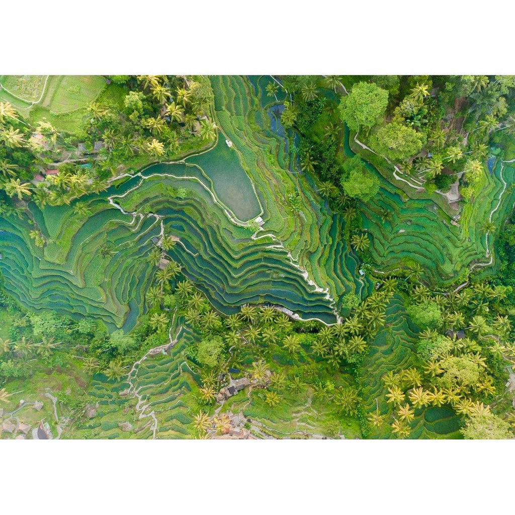 Tegalalang Rice Fields - Ubud - Tidaltones