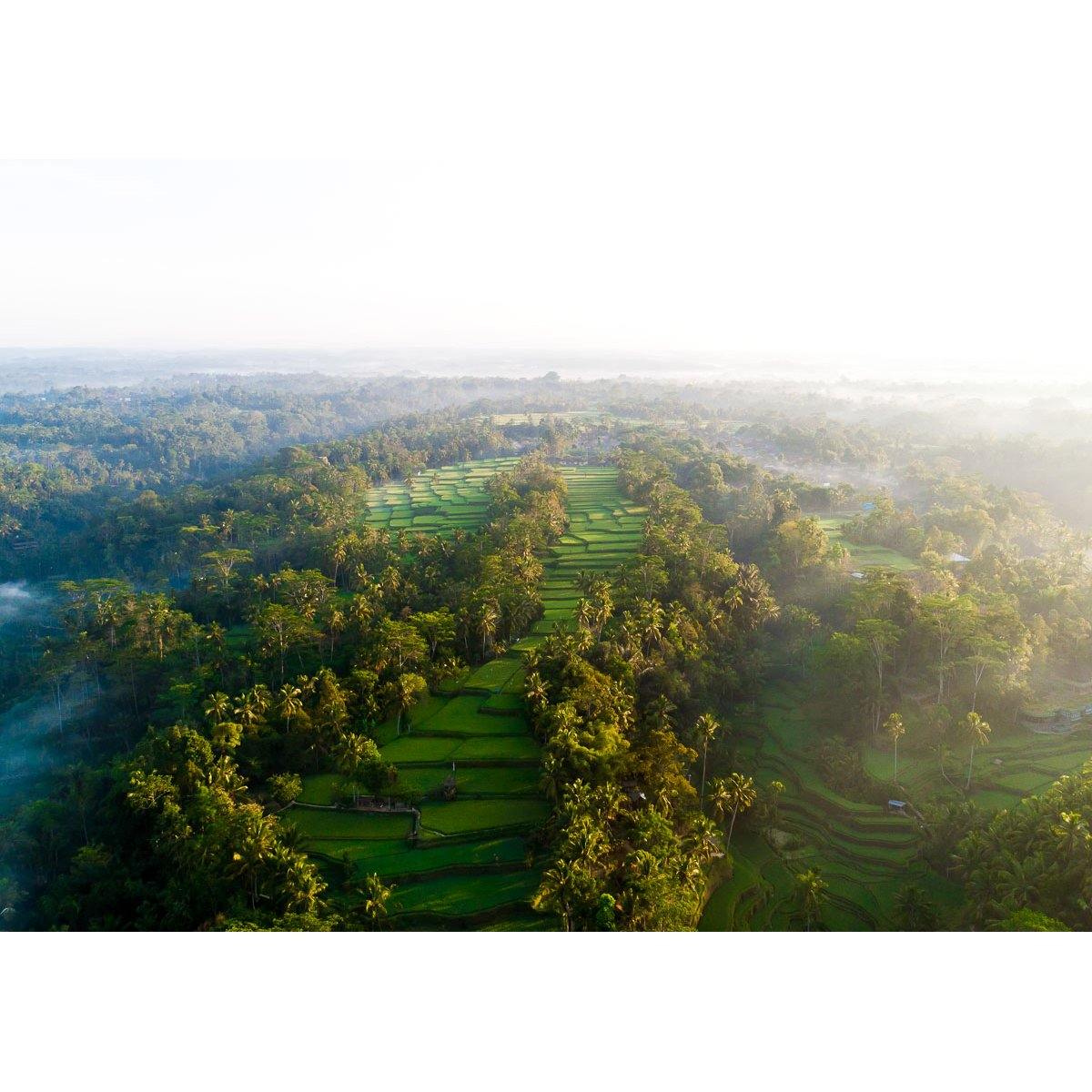 Tegalalang Rice Fields - Ubud ii - Tidaltones