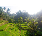 Tegalalang Rice Fields - Ubud iii - Tidaltones