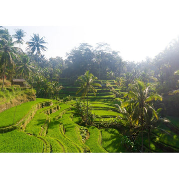 Tegalalang Rice Fields - Ubud iii - Tidaltones