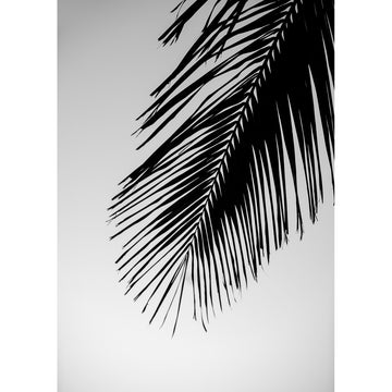 Solo Palm - Art Print