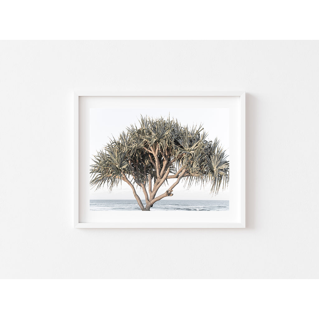 Pandanus By The Sea - Art Print