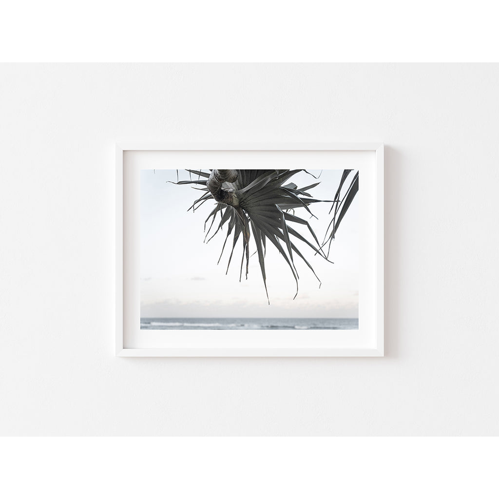 Pandanus By The Sea ii - Art Print