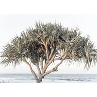 Pandanus By The Sea - Art Print Tidaltones