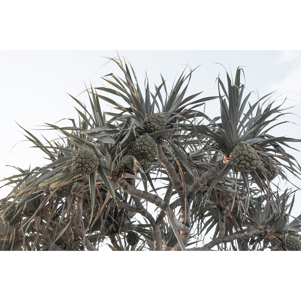Pandanus Arvo Sun - Art Print