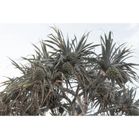Pandanus Arvo Sun - Art Print Tidaltones