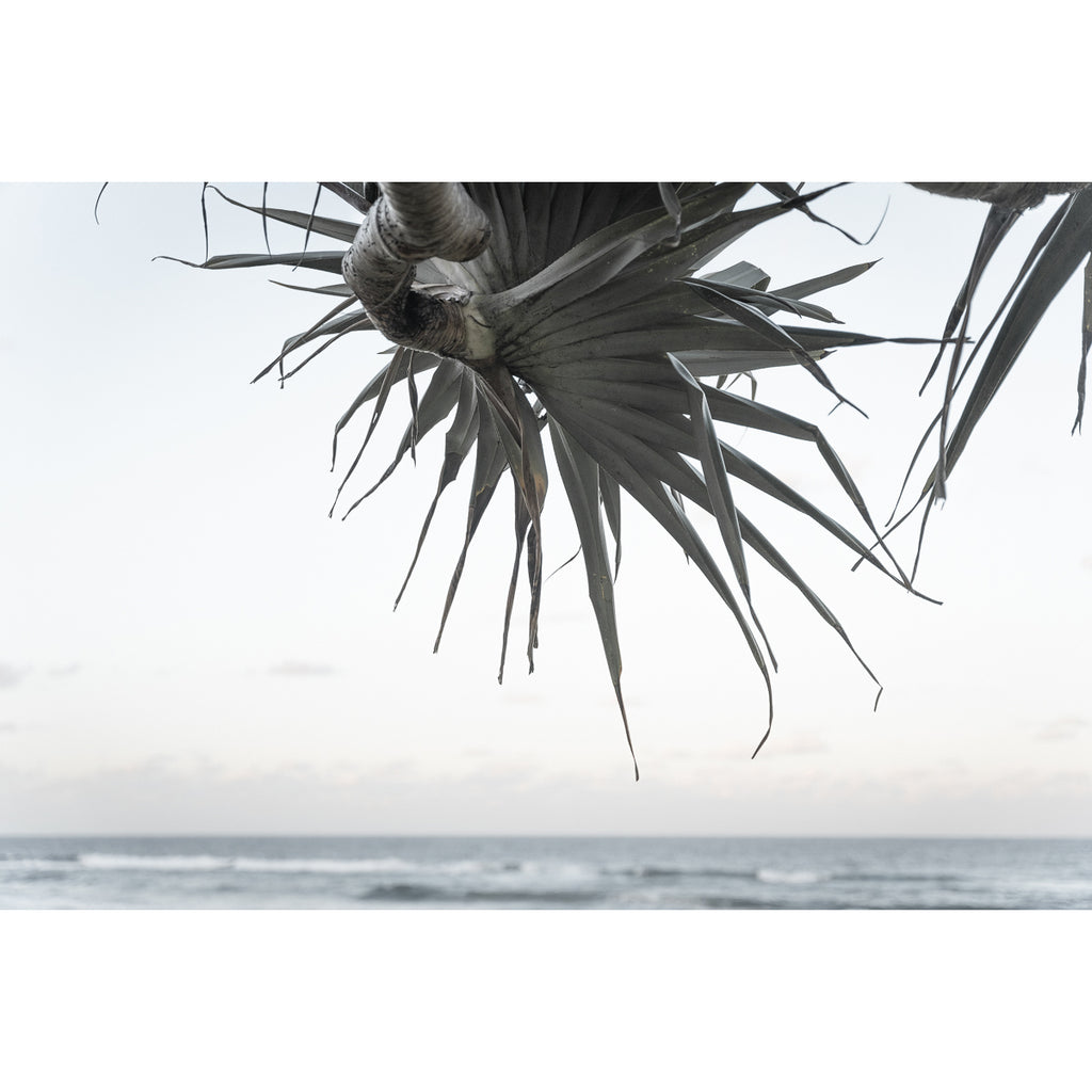 Pandanus By The Sea ii - Art Print