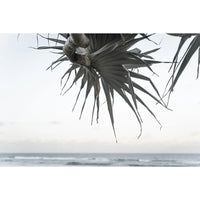 Pandanus By The Sea ii - Art Print Tidaltones