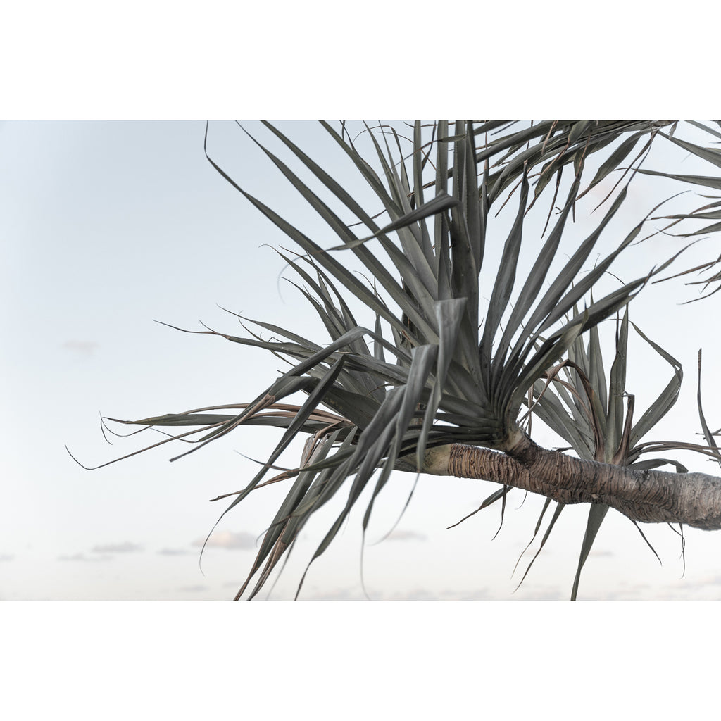 Pandanus Branch - Art Print