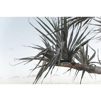 Pandanus Branch - Art Print Tidaltones