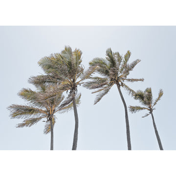 Palms in the Wind - Art Print