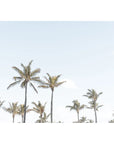 Tropical Palms ii - Tidaltones