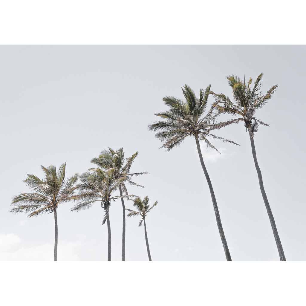 Tropical Palms iii - Art Print