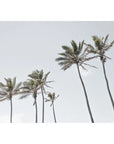 Tropical Palms iii - Art Print Tidaltones