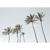 Tropical Palms iii - Art Print Tidaltones