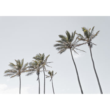 Tropical Palms iii - Art Print