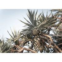 Pandanus Love - Art Print Tidaltones