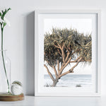 Pandanus By The Sea - Art Print