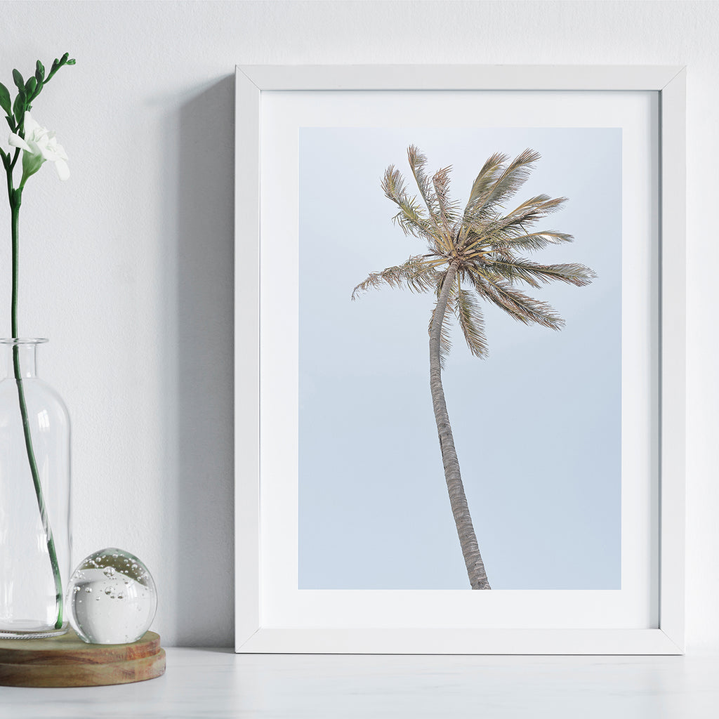Single Palm - Art Print