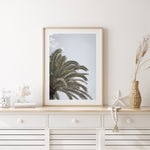 Canary Island Date Palm - Art Print