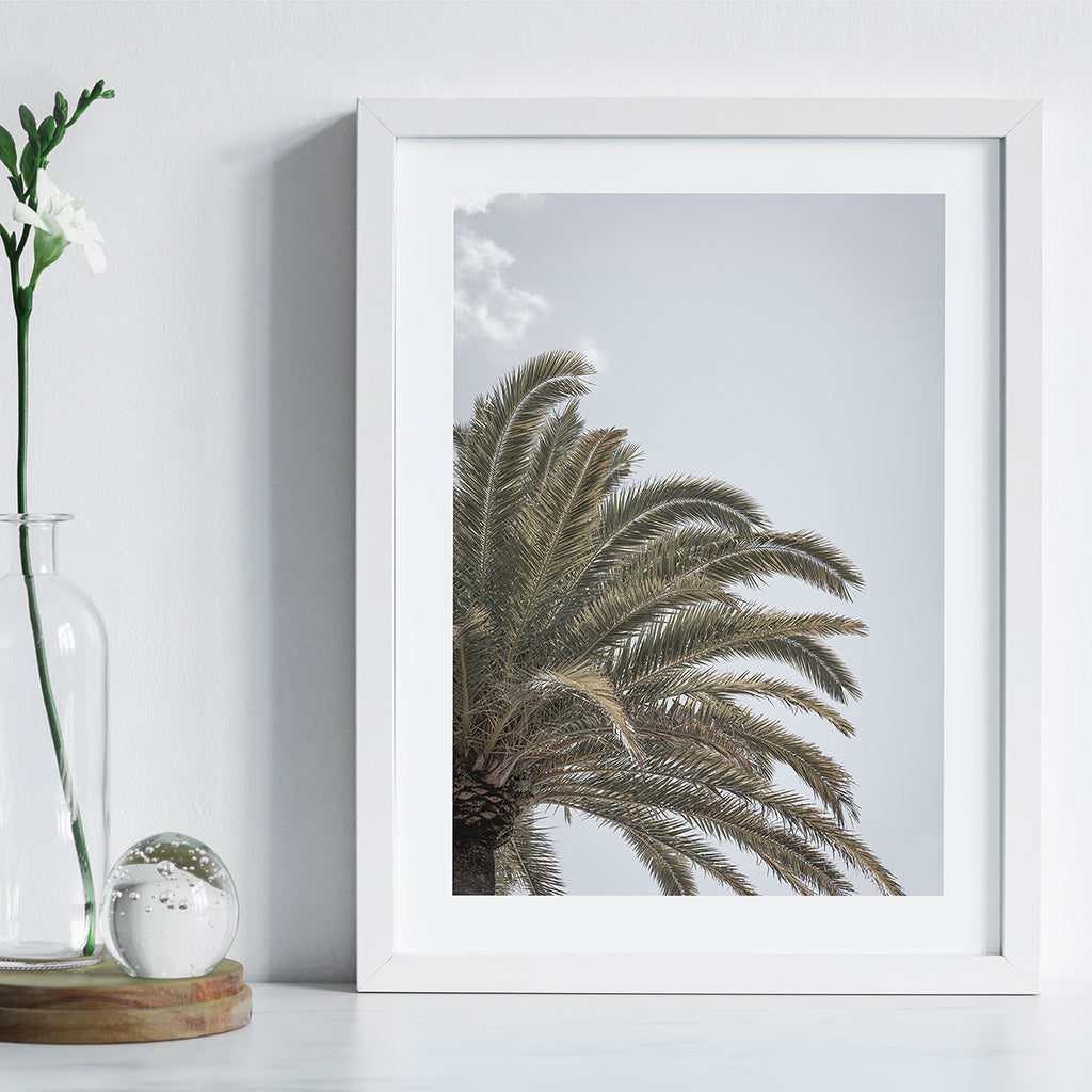 Canary Island Date Palm - Art Print