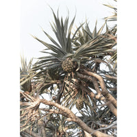 Pandanus Love - Art Print Tidaltones