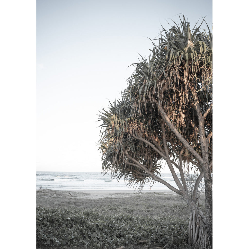 Pandanus By The Sea iii - Art Print