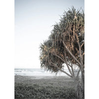 Pandanus By The Sea iii - Art Print Tidaltones