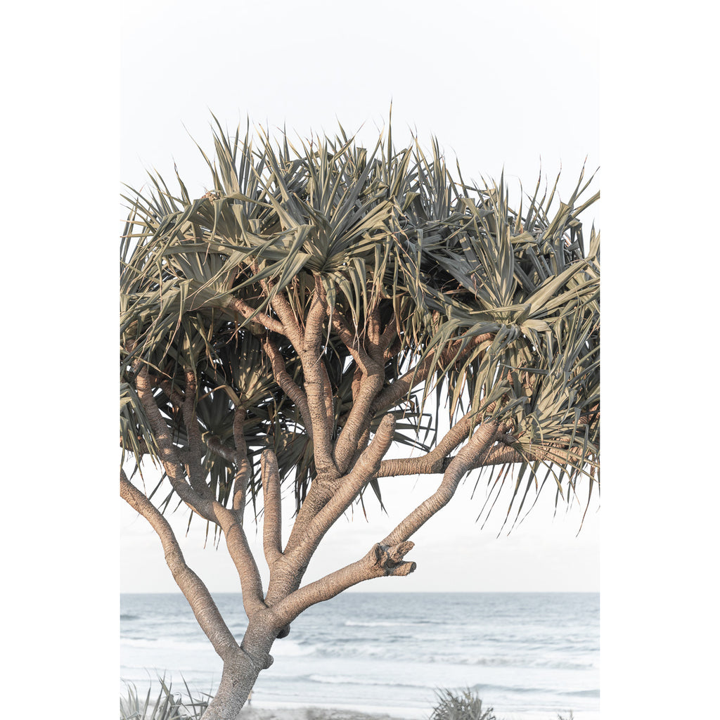 Pandanus By The Sea - Art Print