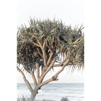 Pandanus By The Sea - Art Print Tidaltones