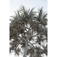 Pandanus Arvo Sun - Art Print Tidaltones