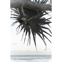 Pandanus By The Sea ii - Art Print Tidaltones