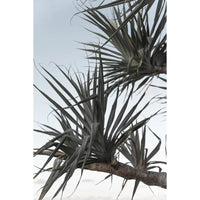 Pandanus Branch - Art Print Tidaltones