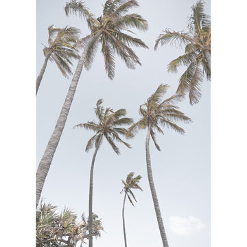 Tropical Palms - Art Print