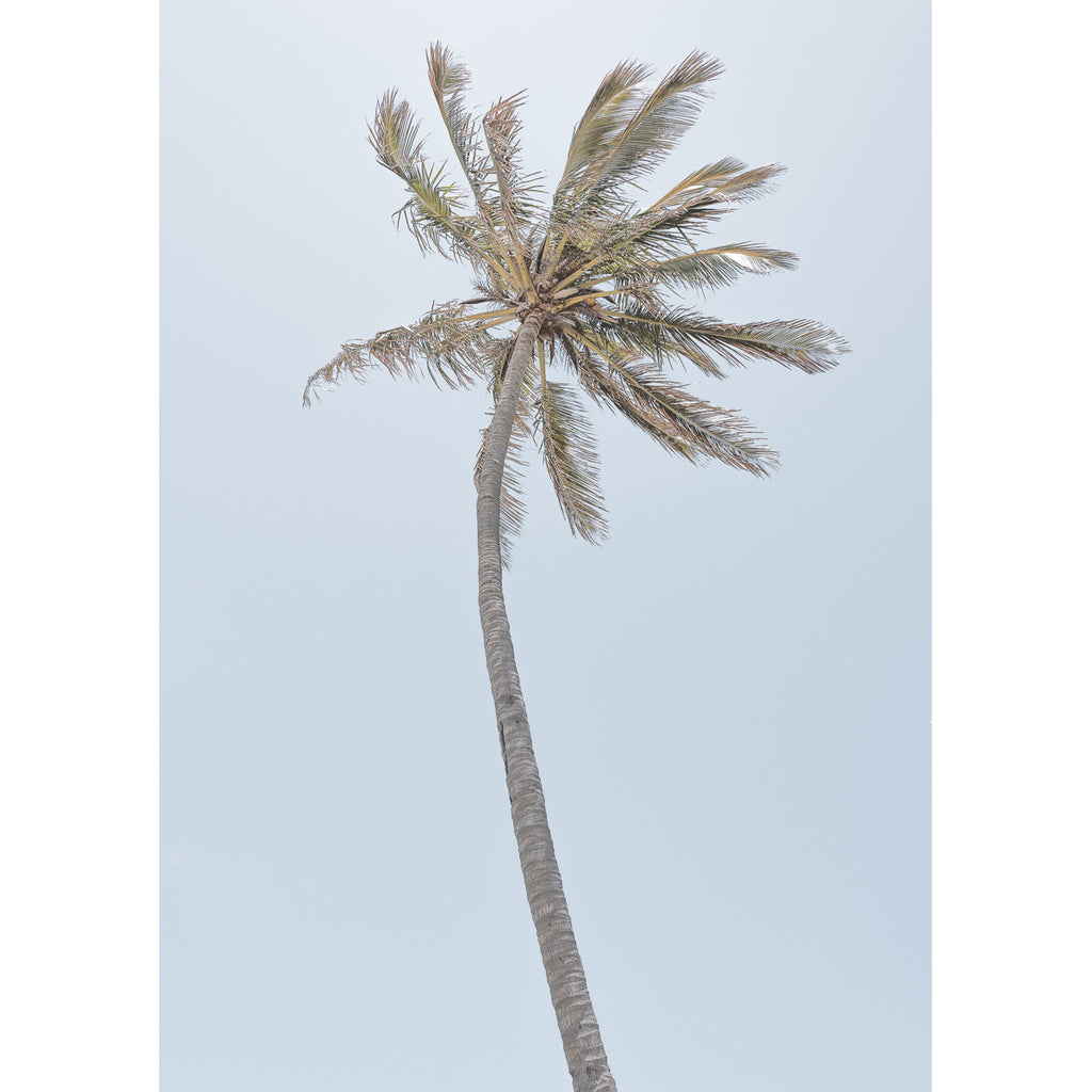 Single Palm - Art Print