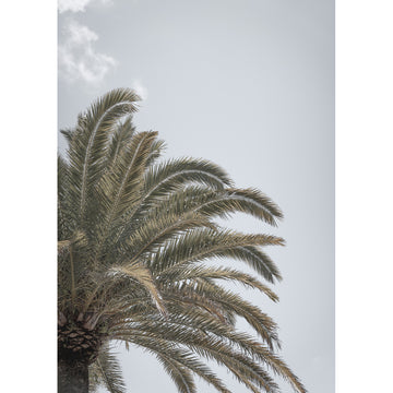 Canary Island Date Palm - Art Print